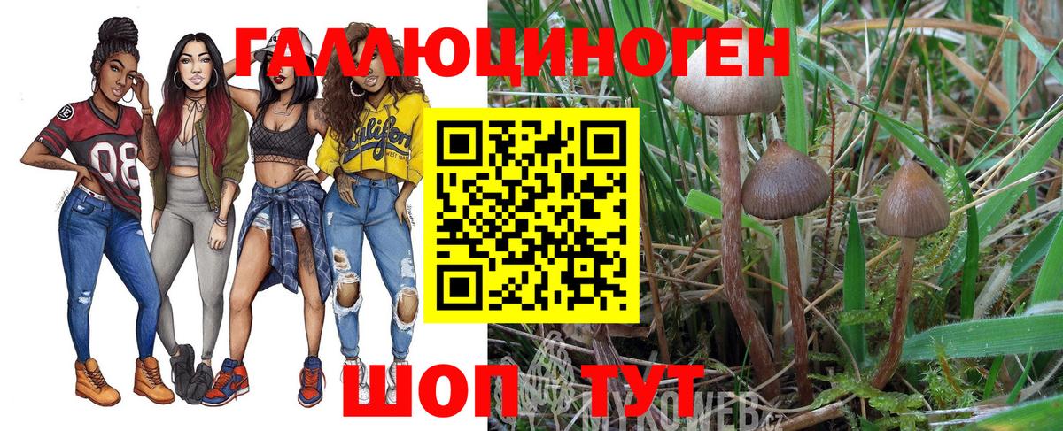 Псилоцибиновые грибы Cubensis Димитровград